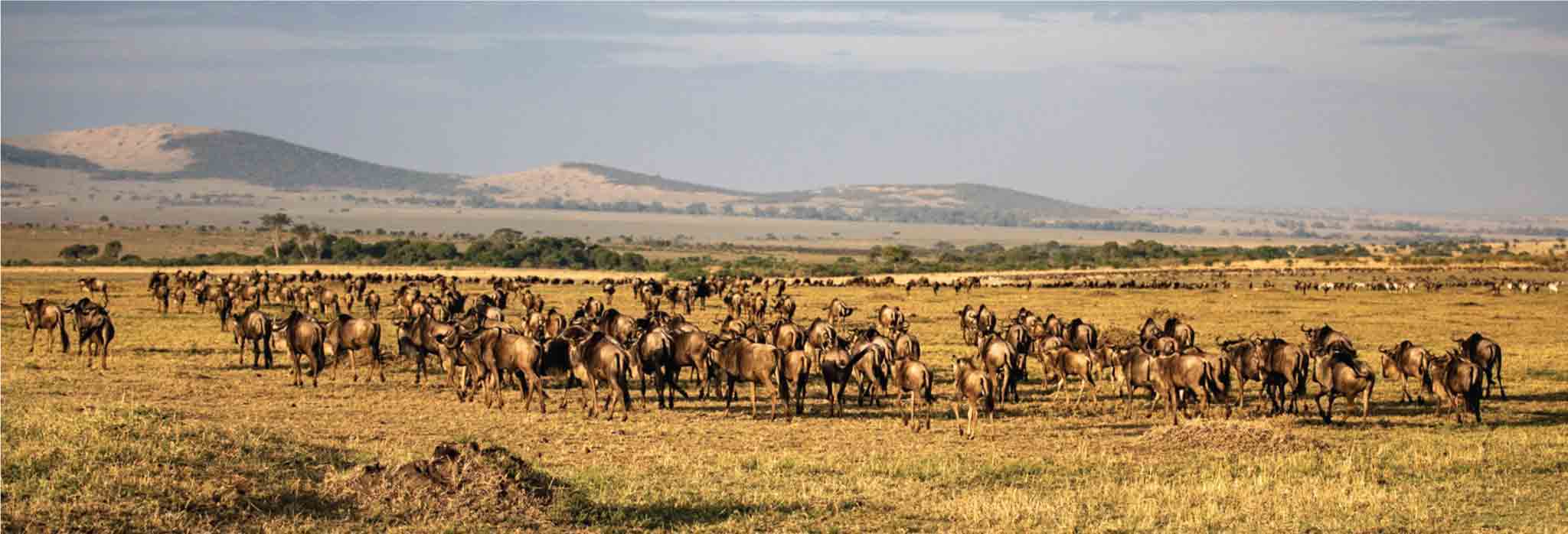 4 days Masai Mara wildebeest migration safari | Masai Mara Special offer
