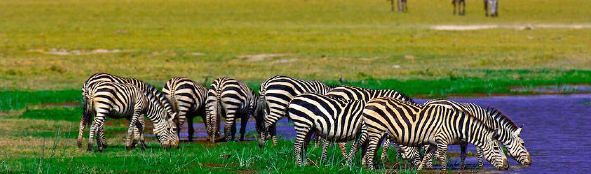 Kenya and Tanzania scheduled group safari