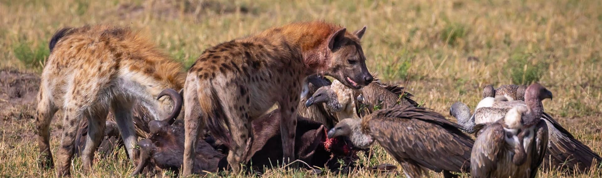 Tanzania budget safari to Serengeti & Ngorongoro crater