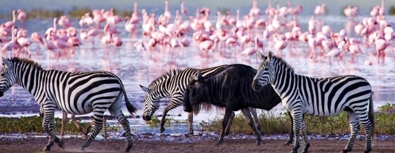 Lake Nakuru is among Kenya's Great Rift Valley Lakes