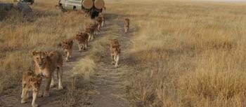 Tanzania wildlife safari packages