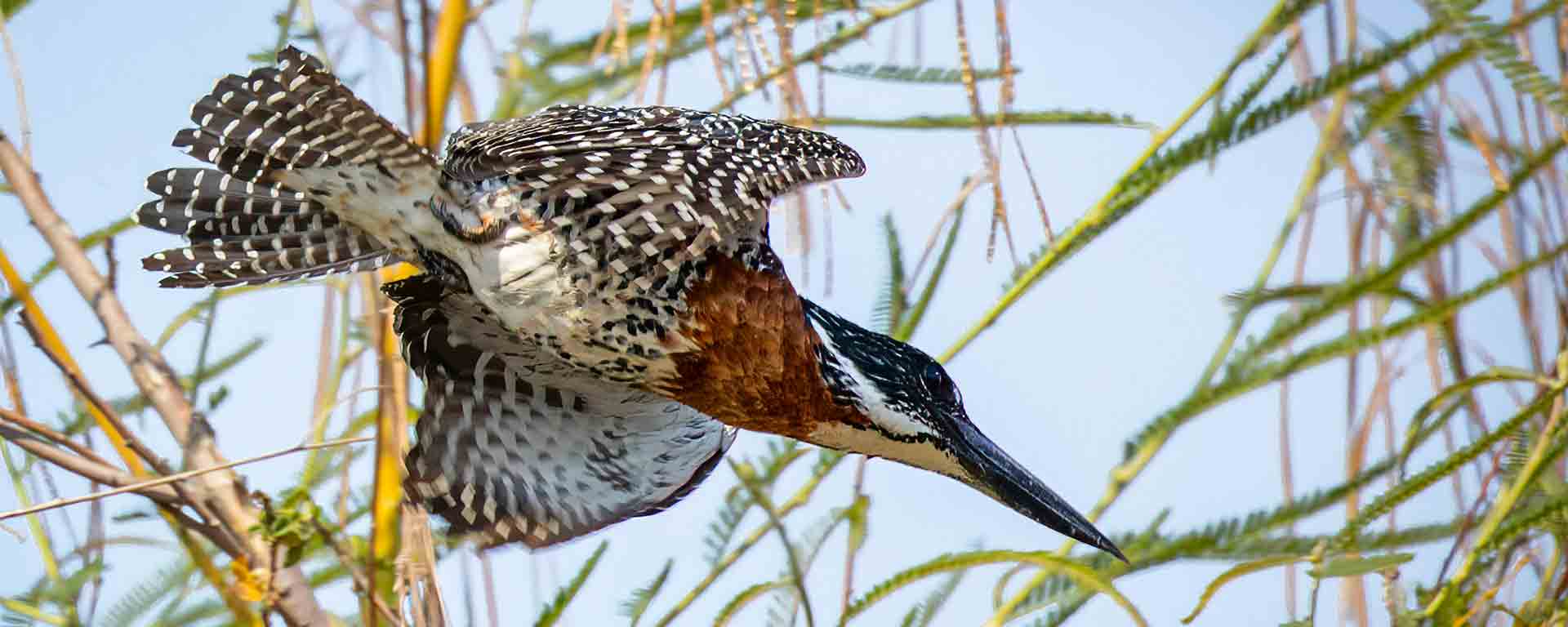 Lake Nakuru and Masai Mara bird watching safari