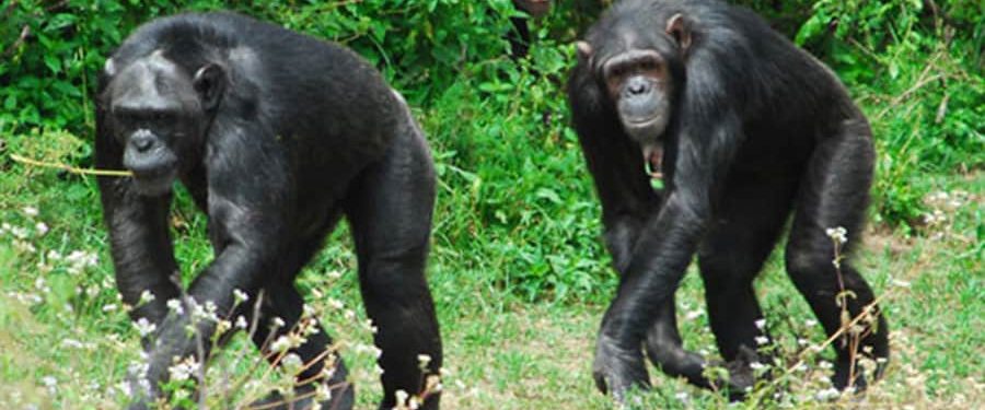 chimpanzee sanctuary in ol pejeta Sweetwaters Conservancy Nanyuki