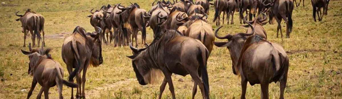Serengeti Wildebeest migration safari