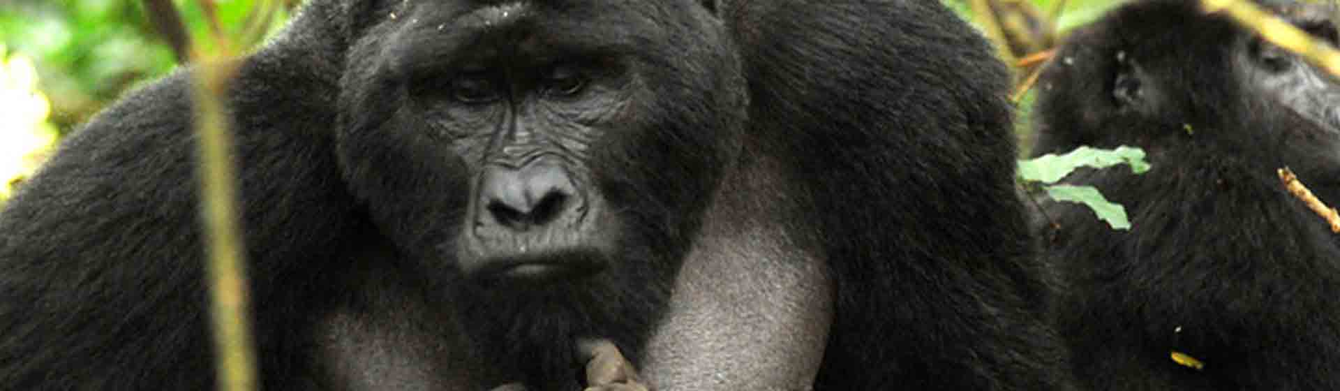East Africa wildlife safari |Rwanda Gorilla Trekking safari