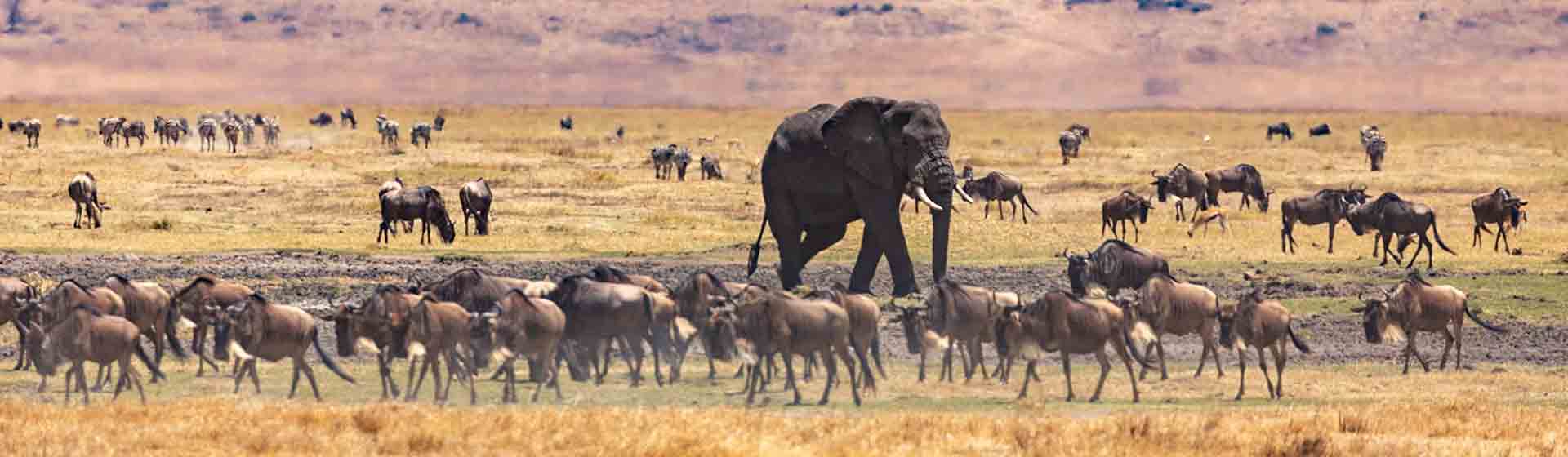 Masai Mara Wildebeest migration safari