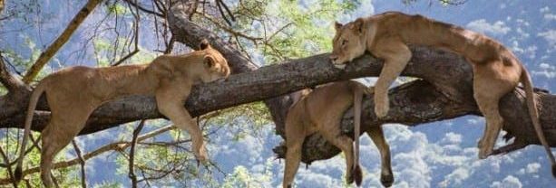 Lake Manyara national park safari