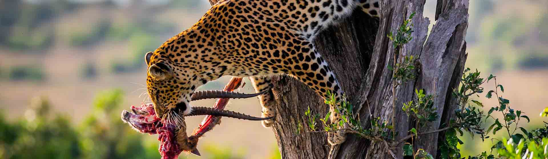 lake Nakuru leopard hunting - Asili adventure safaris