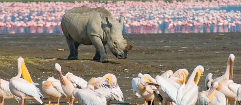 game drives in Lake Nakuru national park