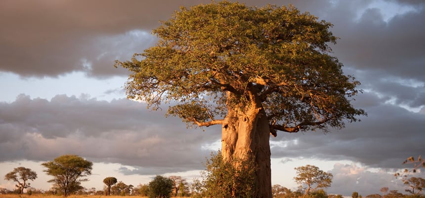 Baobab tree Tarangire national park