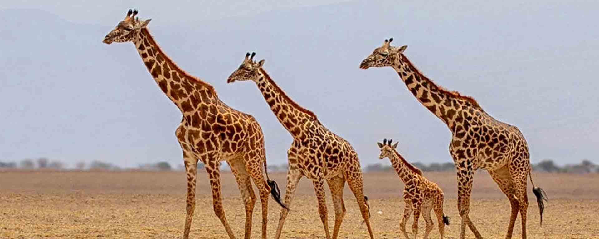 budget & affordable safaris in Kenya