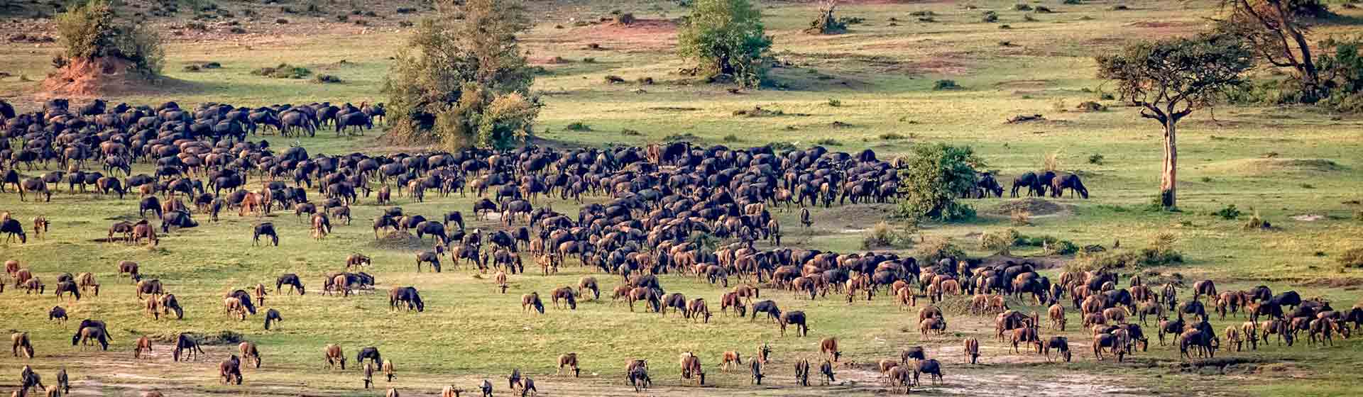 wildebeest calving & Wildebeest migration in Serengeti national park and Masai Mara national reserve
