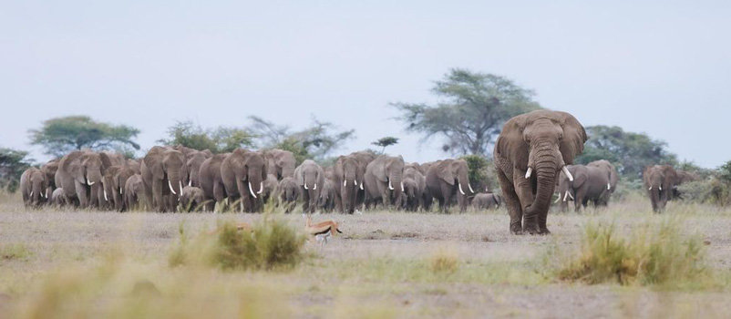 Adventure Kenya Family wildlife to the Amboseli & Masai Mara game reserves