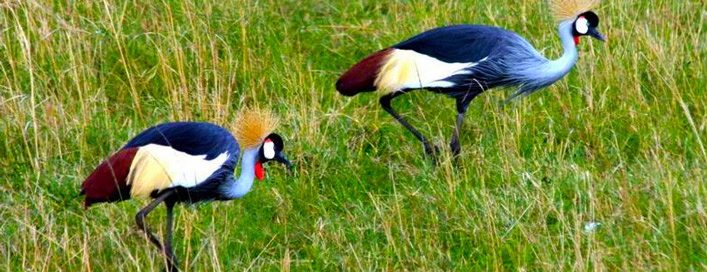crane - birding in Amboseli national park