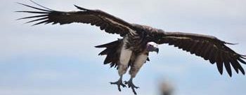 Bird watching in Masai Mara birding safaris