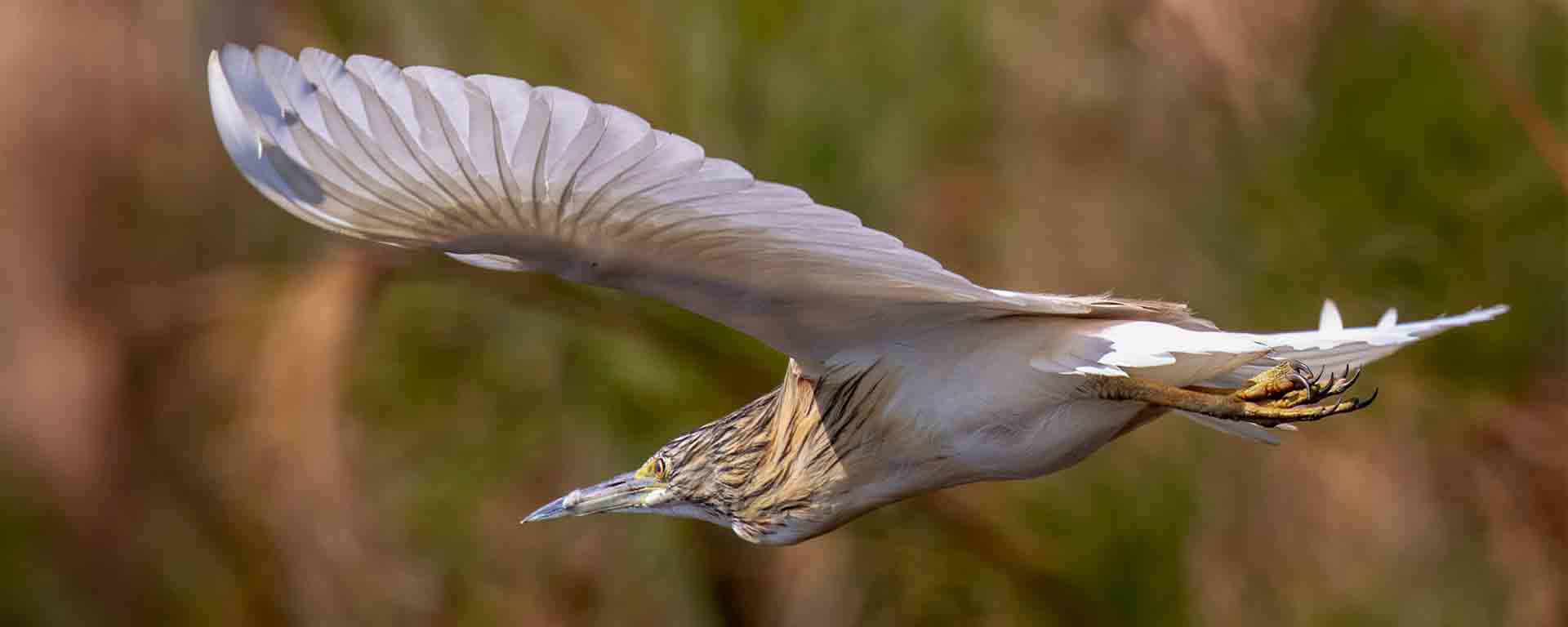 photography safari to Amboseli and Masai Mara with Asili Adventure Safaris
