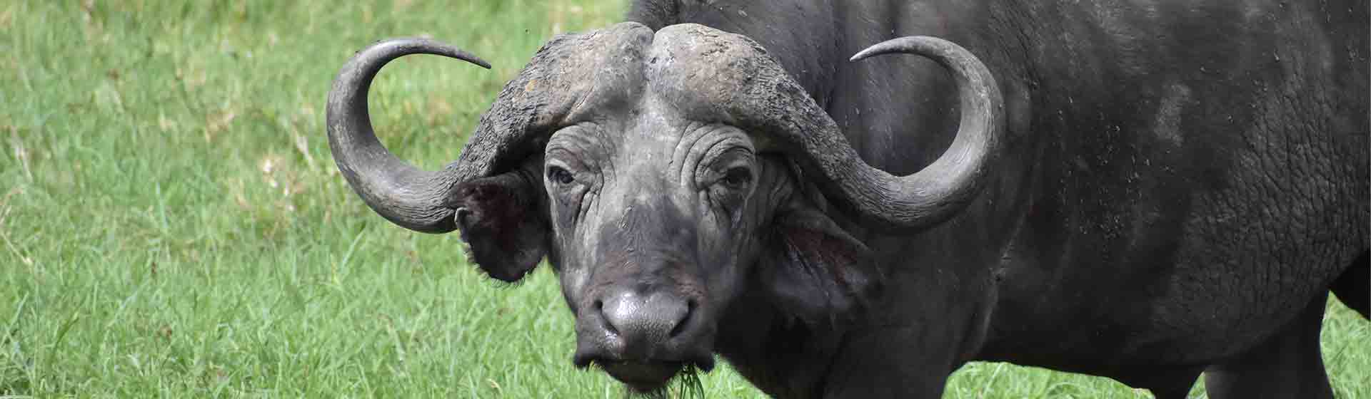 big 5 safaris in Kenya