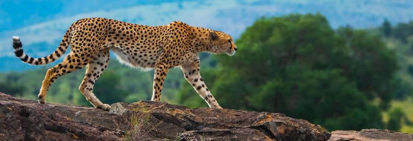 Overland trips across Kenya ,Tanzania and Uganda