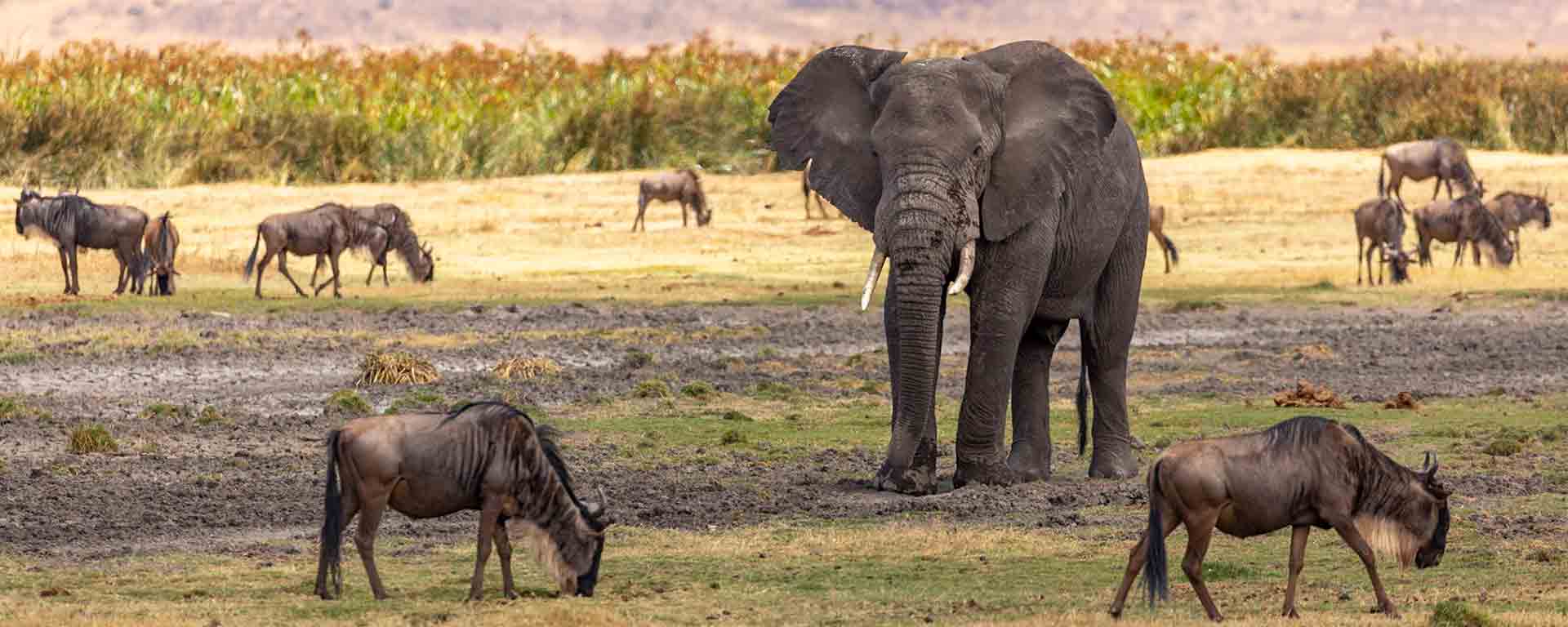 visit Amboseli national park while on our 8 days Kenya and Tanzania safari