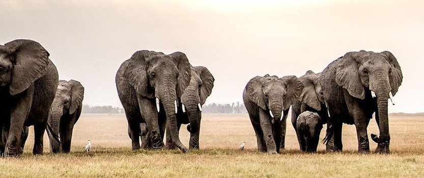 Amboseli national park safari tour