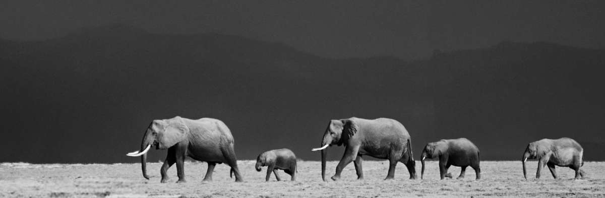 8 days Kenya photographic safari to Amboseli National park and Masai Mara national reserve