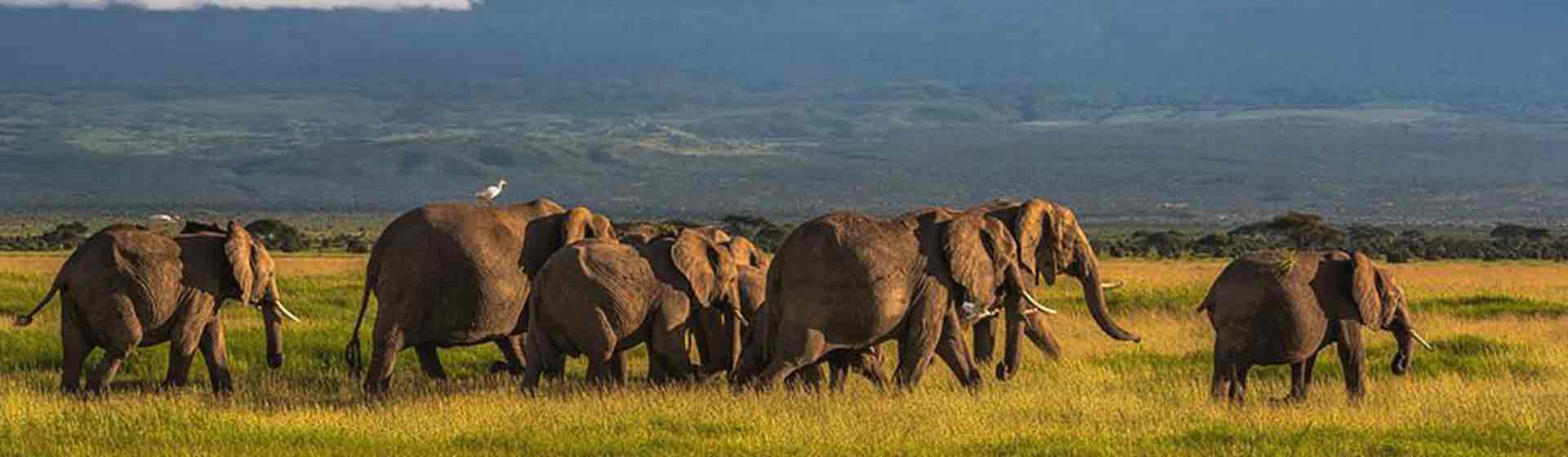 Amboseli national park safaris | Amboseli safari tours |Asili Adventure Safaris