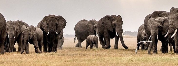 A herd of Elephants in Amboseli National park | Asili Adventure Safaris