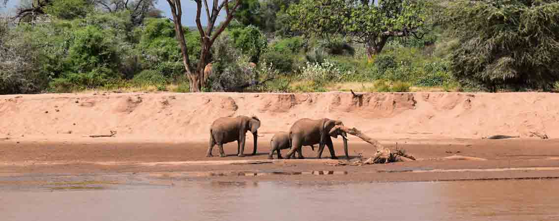 7 days Kenya wildlife safari Samburu Lake Nakuru Masai Mara safari-East Africa Safari