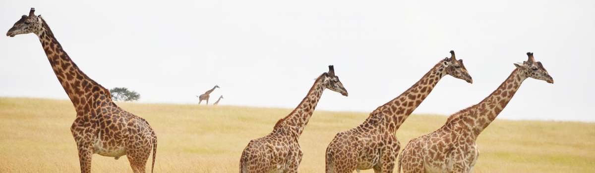 View Giraffe Family In Masai Mara national reserve with Asili Adventure Safaris