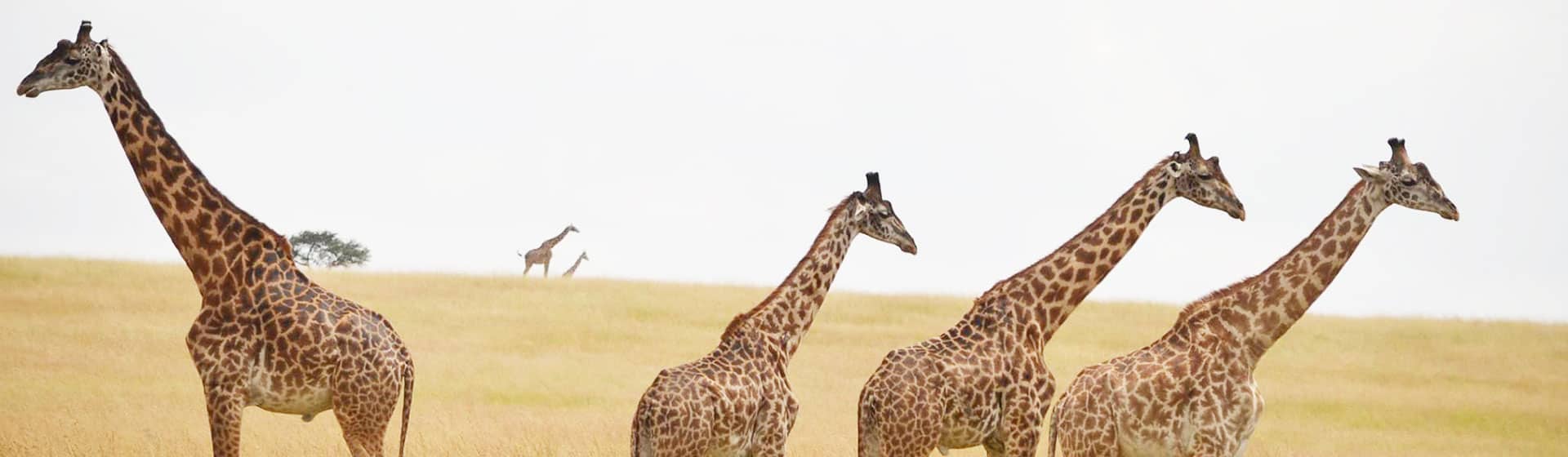 View Giraffe Family In Masai Mara national reserve with Asili Adventure Safaris