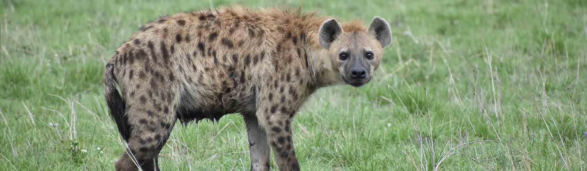 6 days /5 nights north Tanzania safari