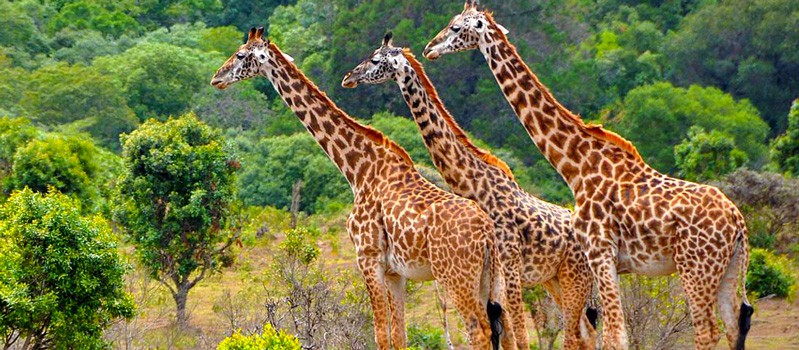 game drives in Masai Mara national reserve while on Kenya & Tanzania safari beach