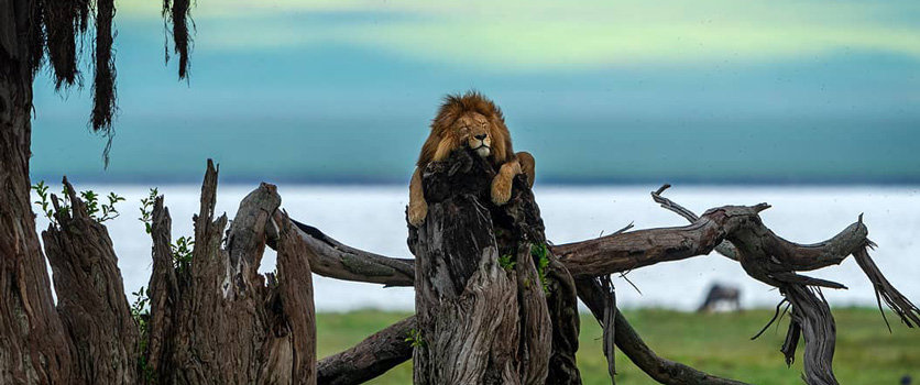 Kenya and Tanzania combined safari
