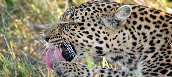big cats photography in Kenya