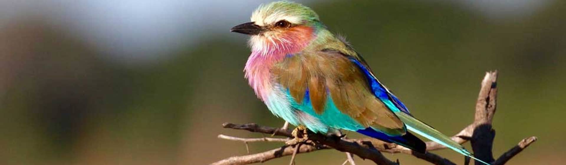 Birding safari in Kenya