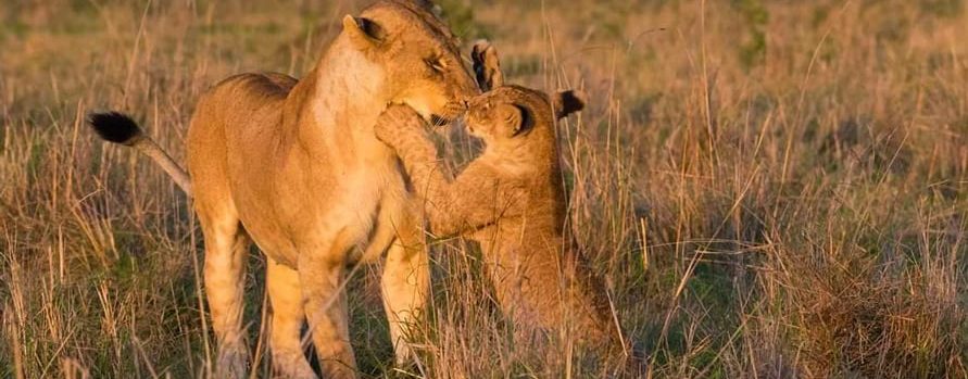 Masai Mara national reserve safari packages