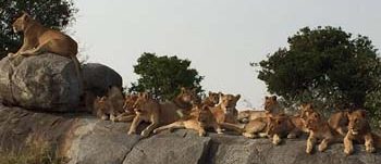 Serengeti national park safari tour