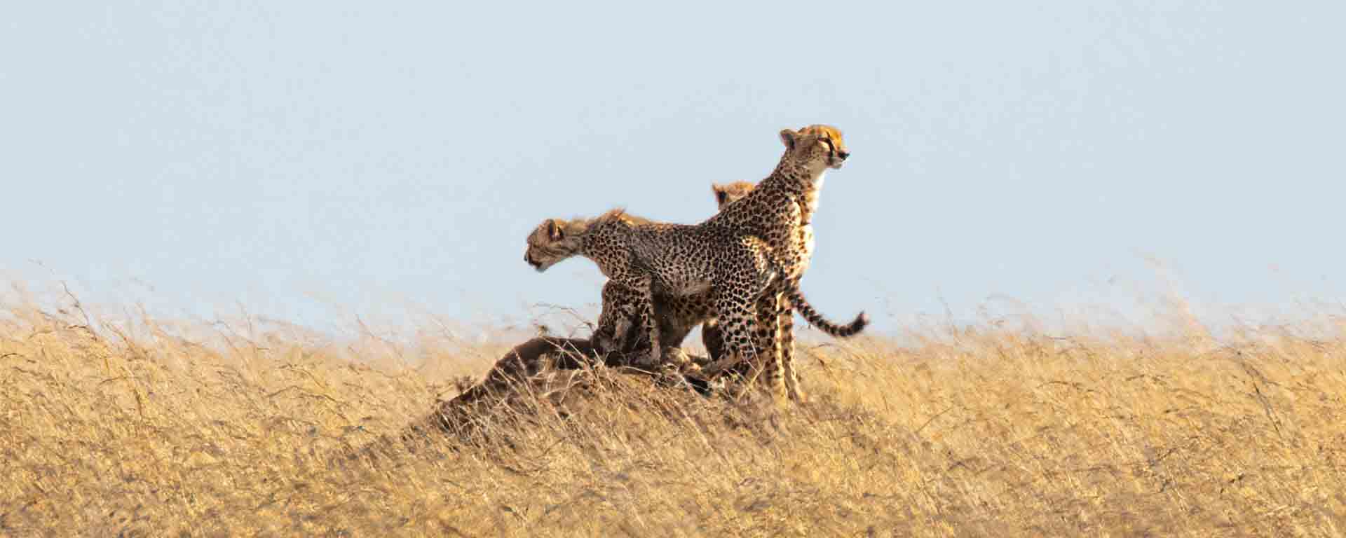 Masai Mara and Serengeti safari |Asili Adventure Safaris