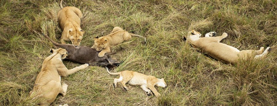 masai mara lions after eating