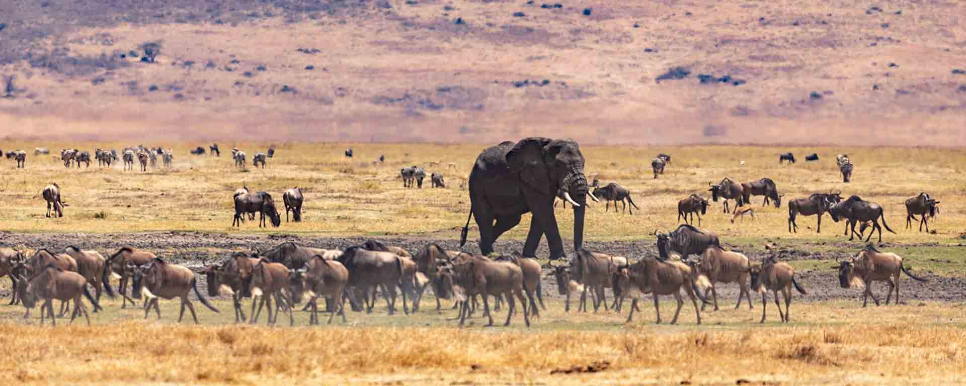 Masai Mara wildebeest safari