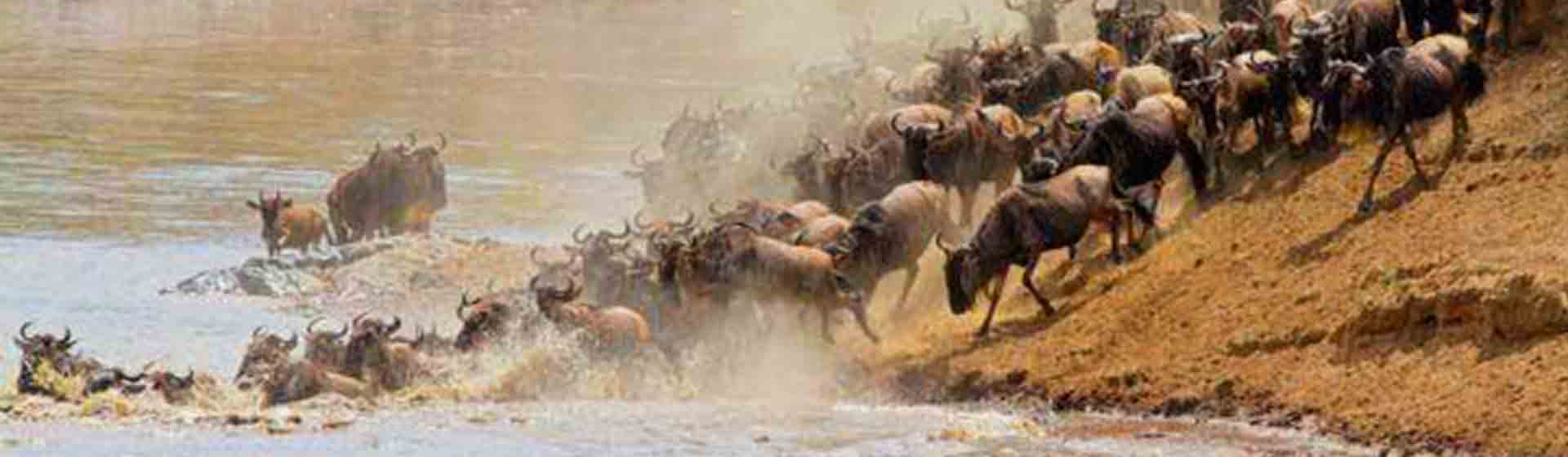 Tanzania Serengeti Wildebeest migration safari, Wildebeest calving safari