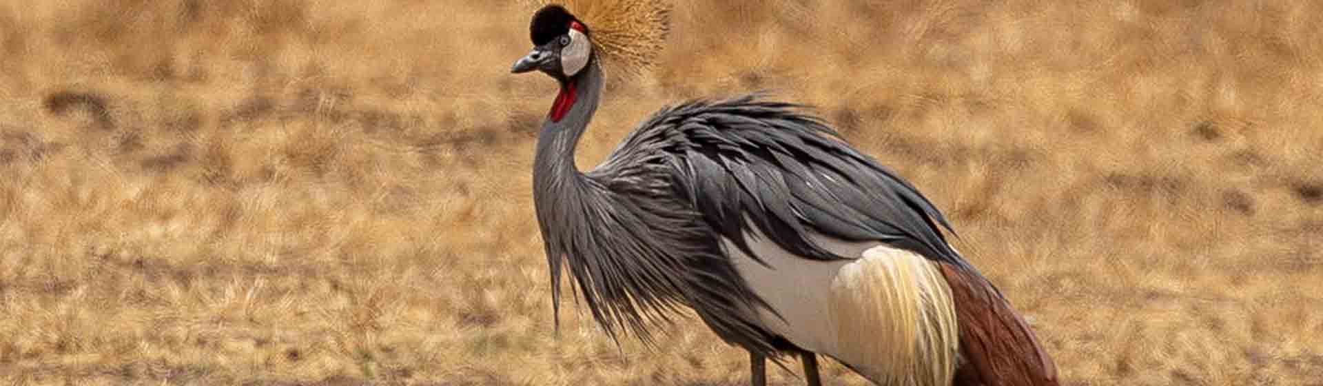 Crown crane in birding in Kenya and Tanzania