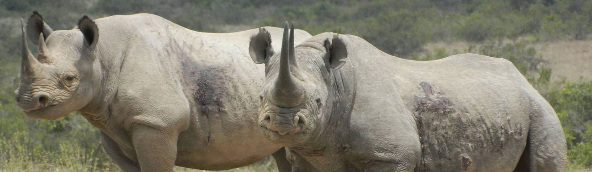 Kenya safari to Ol Pejeta conservancy