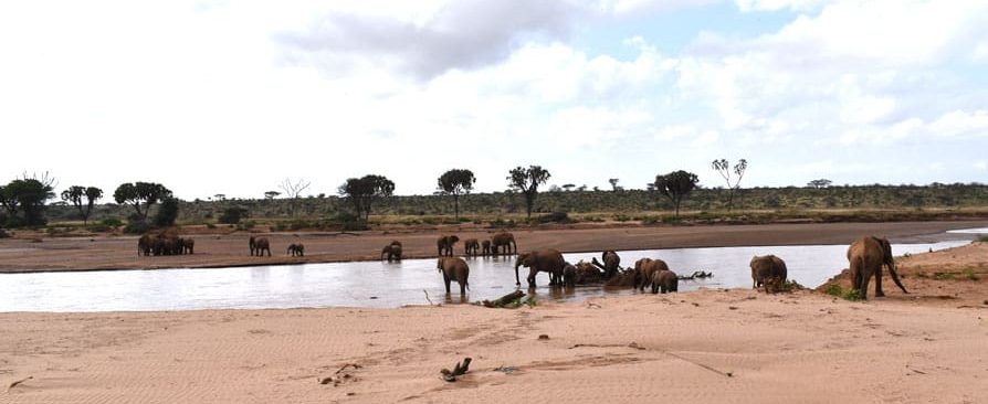 8 Days Best of kenya wildlife safari to Samburu Sweetwaters Aberdares ,Lake Nakuru National park and masai mara game luxury lodge safari