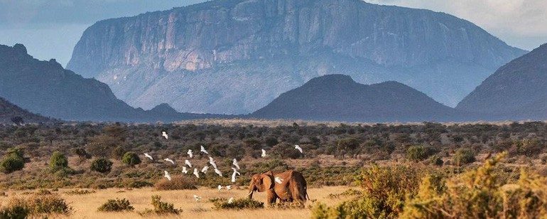 7 days Kenya budget safari to Samburu, Lake Nakuru & Masai Mara national reserve