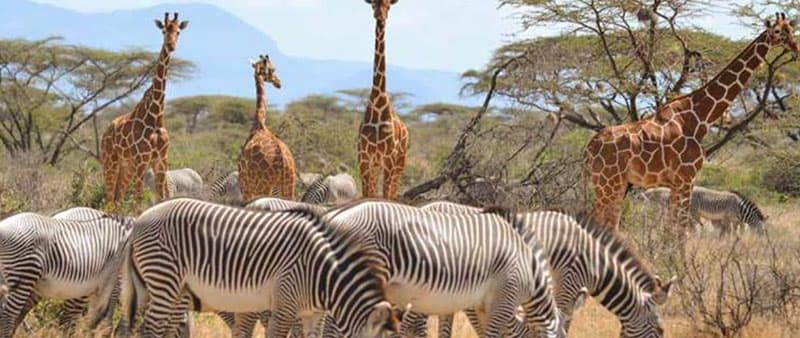 samburu national reserve safari tours