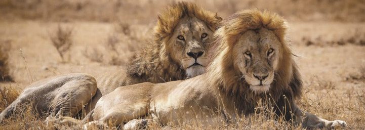 Kenya and Tanzania combined safari at Serengeti national park