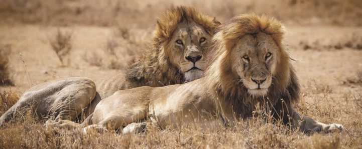 Scheduled small group safari