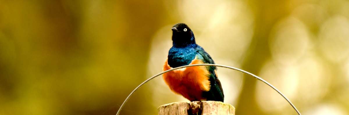 Bird watching tours in Kenya