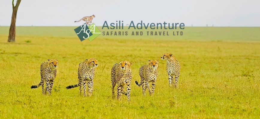 Family safari in Kenya and Tanzania